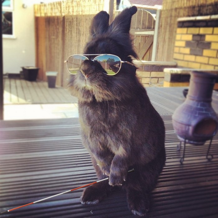 Image credit: www.boredpanda.com