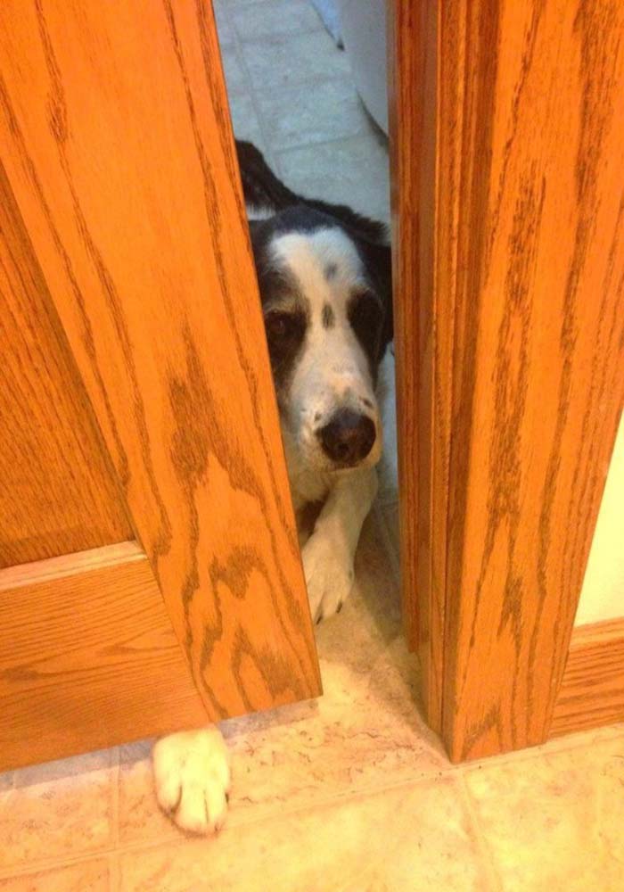 Image Credit: kittenkaboodle17 / Via imgur.com