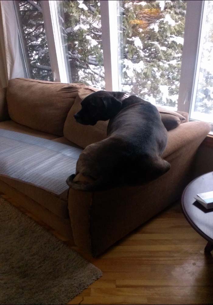 Image Credit: calicojack1 / Via imgur.com