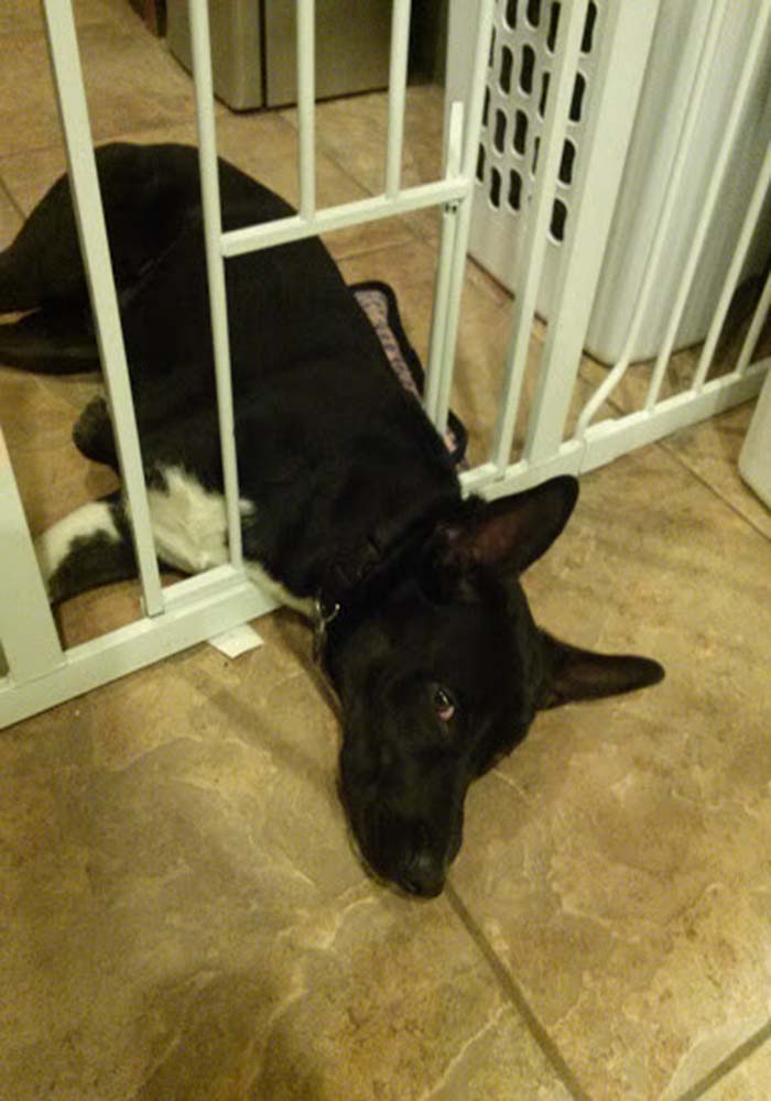 Image Credit: WOOFCheCazzo / Via reddit.com