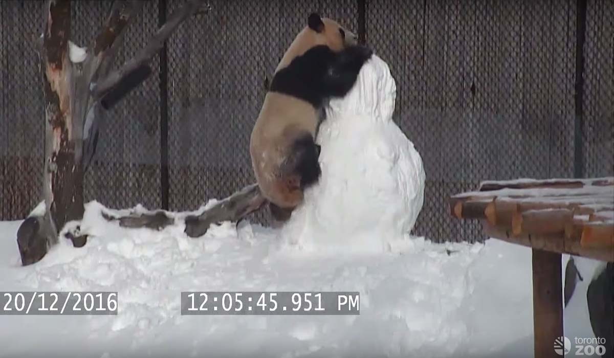 Image Credit: youtube.com