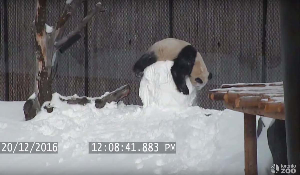 Image Credit: youtube.com