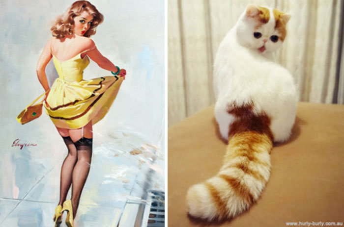 cat