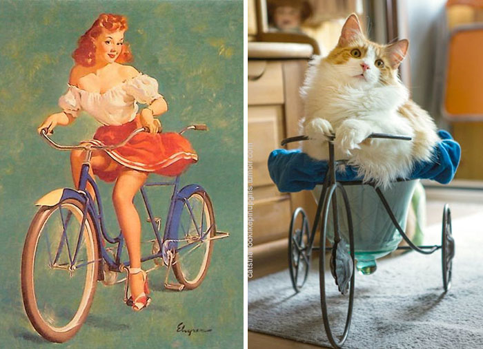 cat