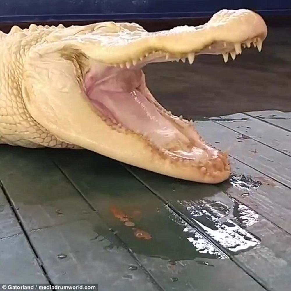Image Credit: Gatorland/madiadrumworld