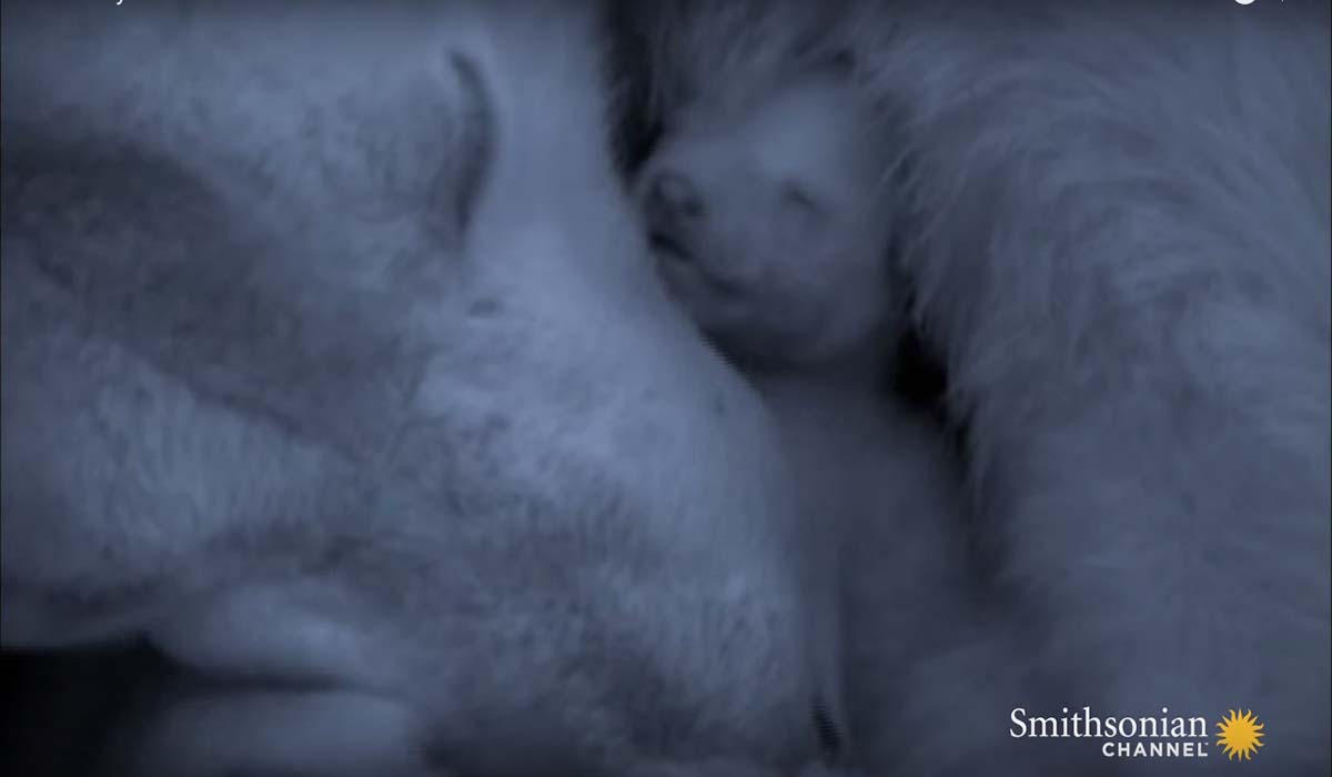 Image Credit: youtube.com