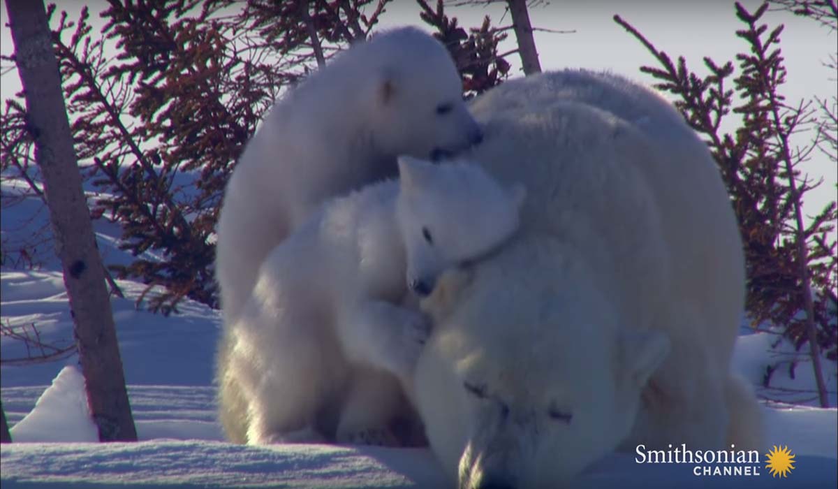 Image Credit: youtube.com