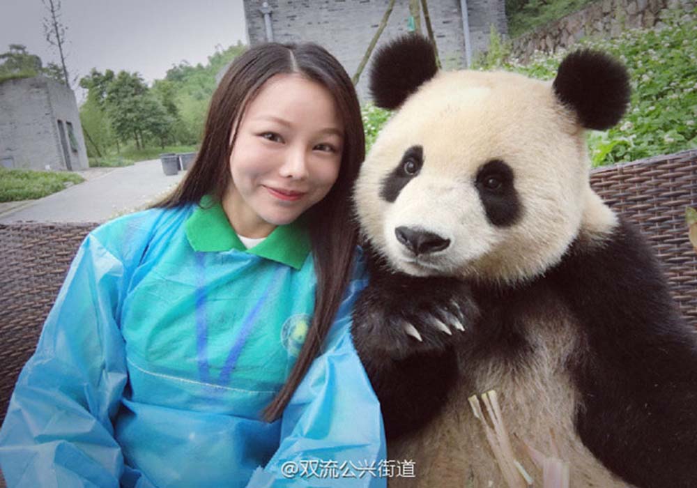 Image Credit: Duijangyan Panda Base of Giant Panda Breeding