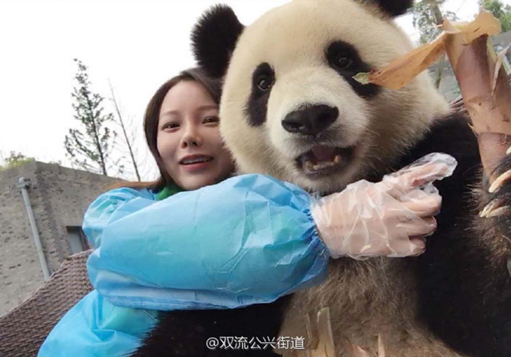 Image Credit: Duijangyan Panda Base of Giant Panda Breeding