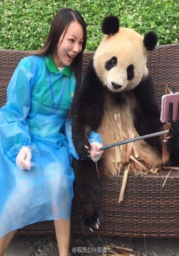 Image Credit: Duijangyan Panda Base of Giant Panda Breeding