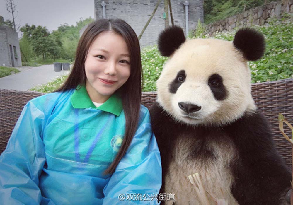 Image Credit: Duijangyan Panda Base of Giant Panda Breeding