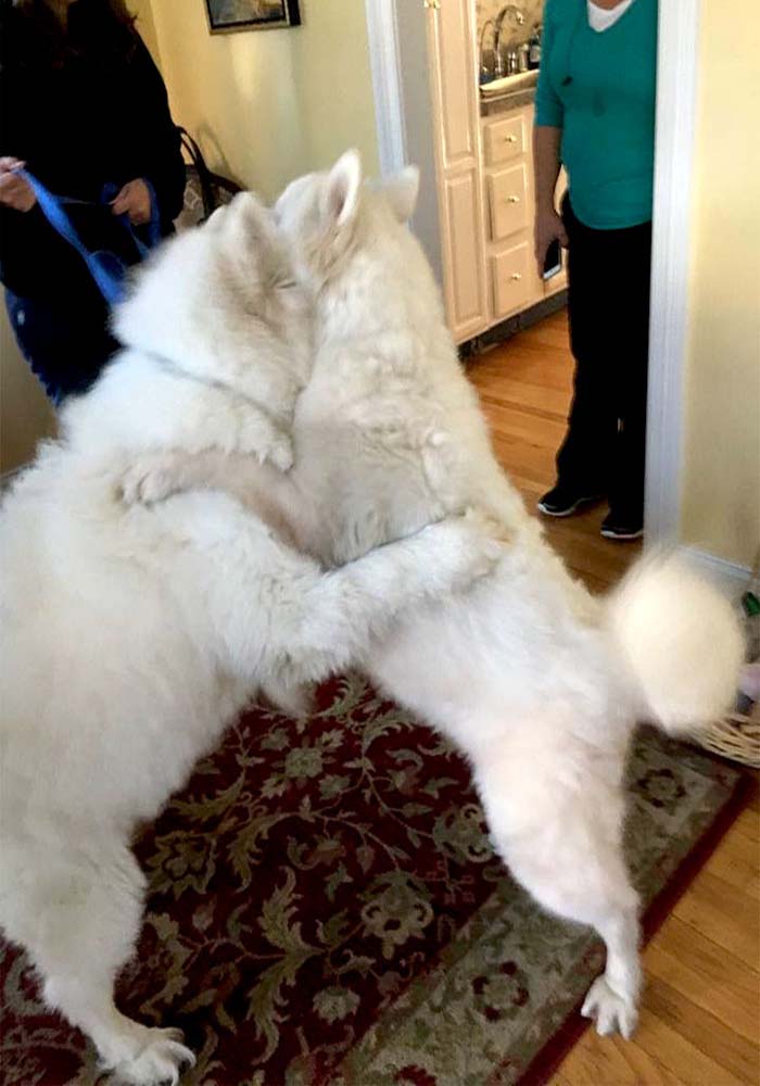 Image Credit: boredpanda.com