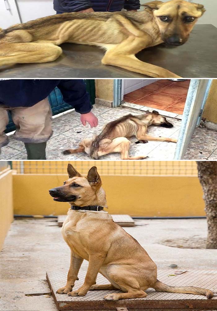 Image Credit: Albergue de Animales Dog House