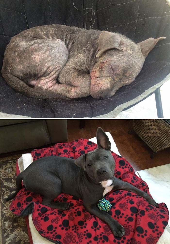 Image Credit: Friends To The Forlorn Pitbull Rescue
