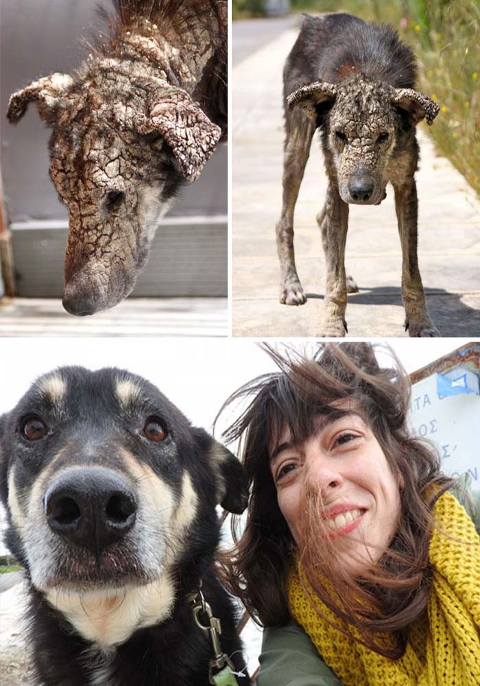 Image Credit: Save a Greek Stray