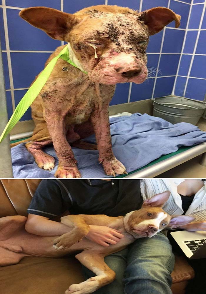 Image Credit: Austin Animal Center