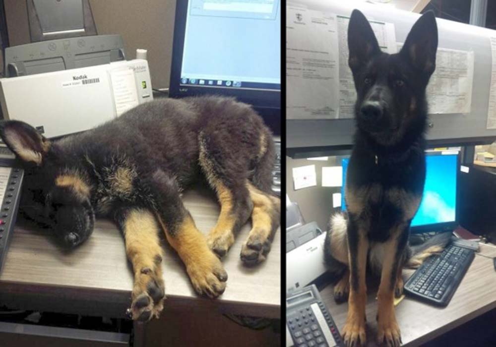 Image Credit: Twitter: @rcmpmb