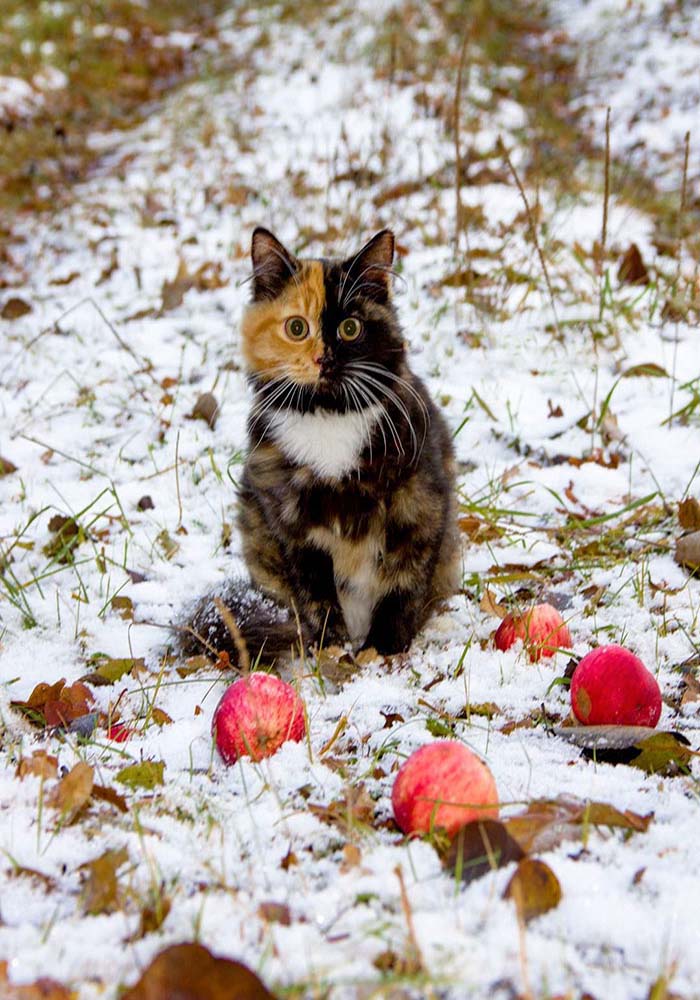 Image Credit: @yanatwofacecat