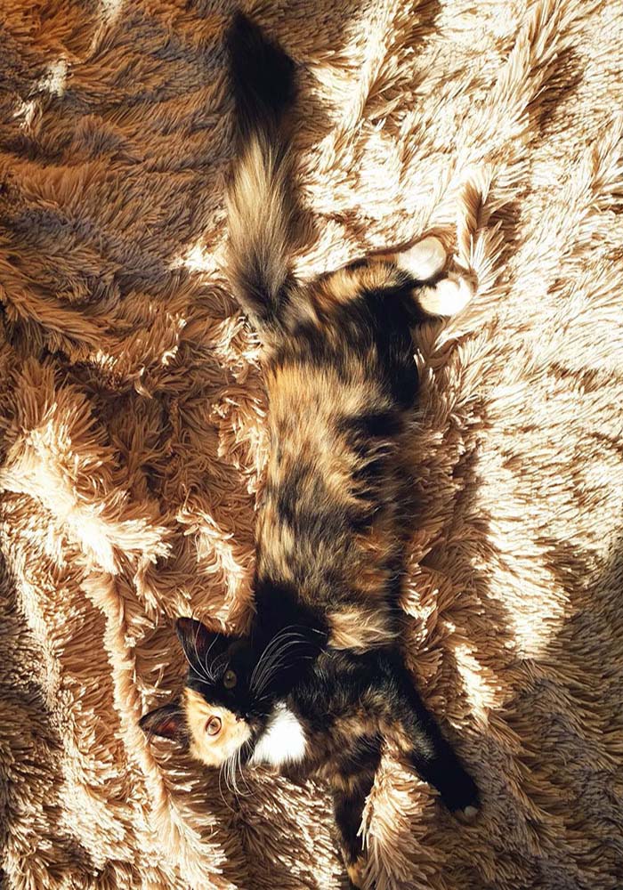 Image Credit: @yanatwofacecat
