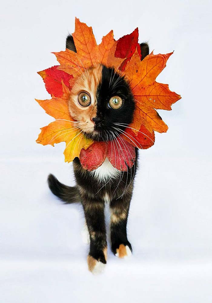 Image Credit: @yanatwofacecat