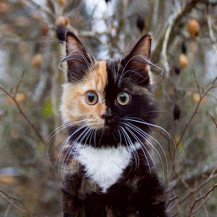 Image Credit: @yanatwofacecat