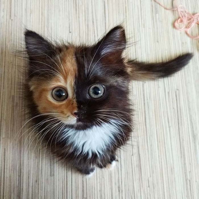 Image Credit: @yanatwofacecat