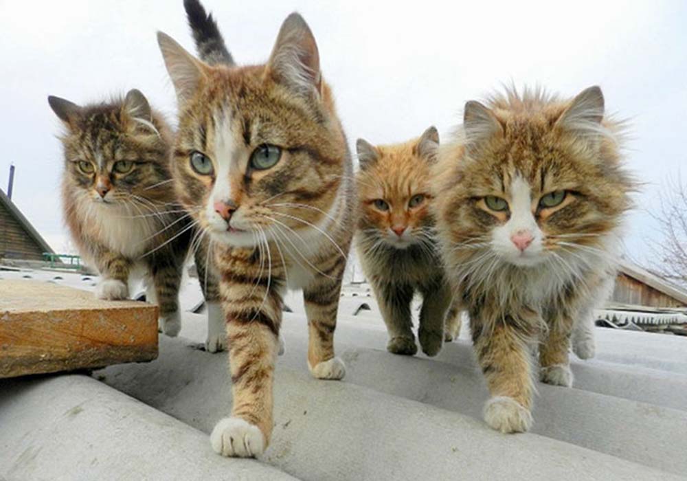Image Credit: boredpanda.com
