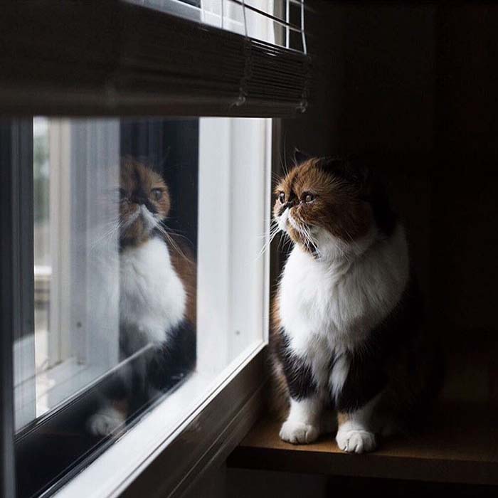 Image Credit: boredpanda.com