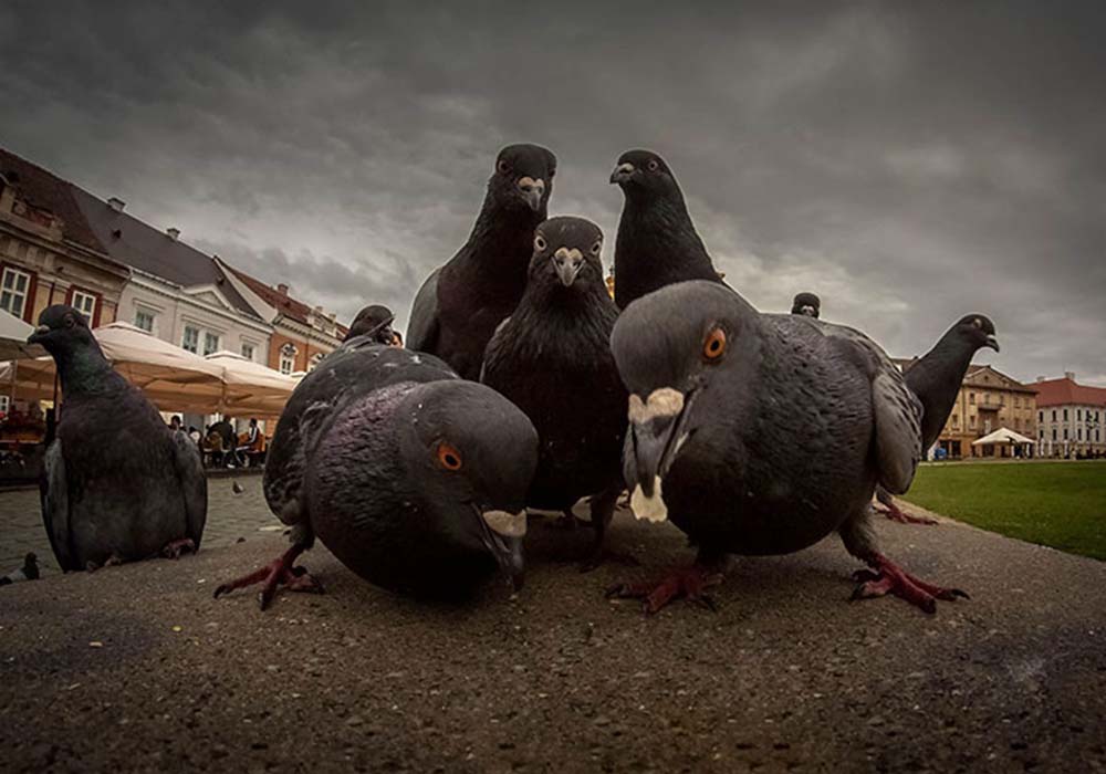 Image Credit: boredpanda.com