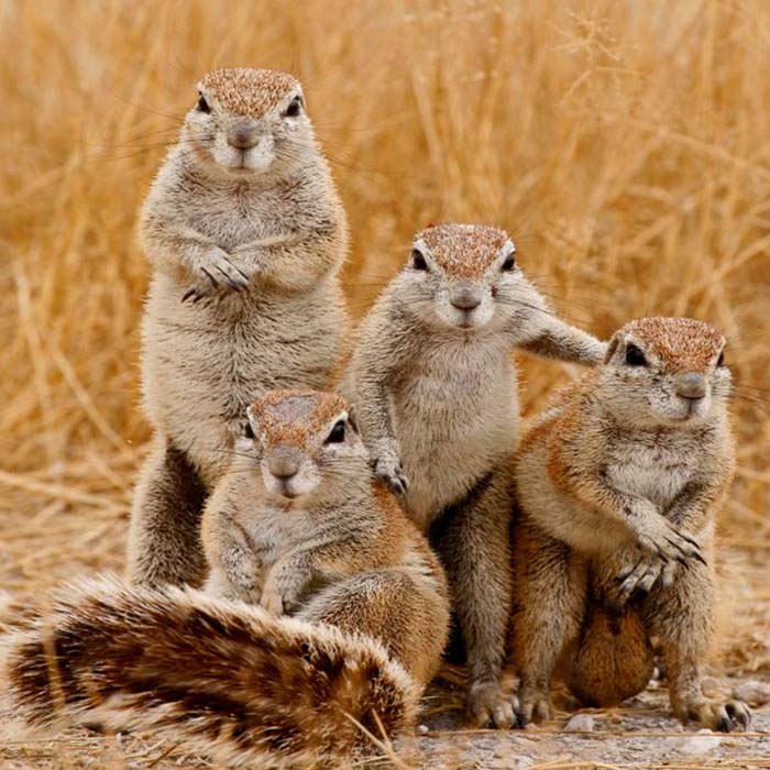 Image Credit: boredpanda.com