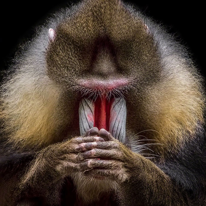 Image Credit: boredpanda.com