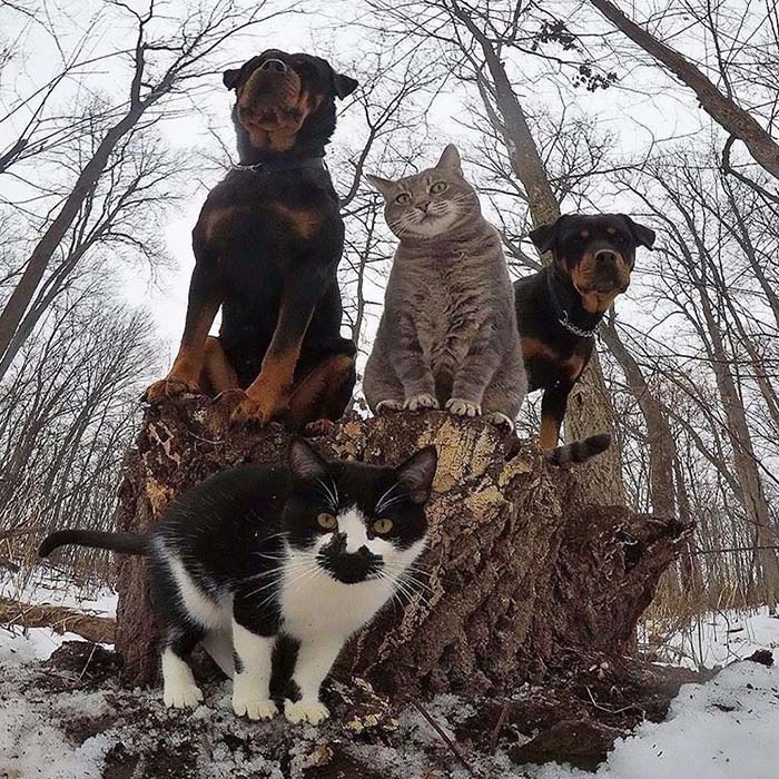 Image Credit: boredpanda.com