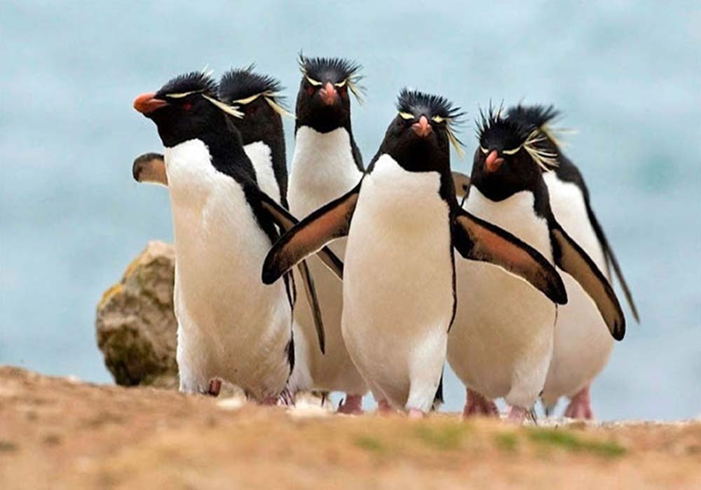 Image Credit: boredpanda.com