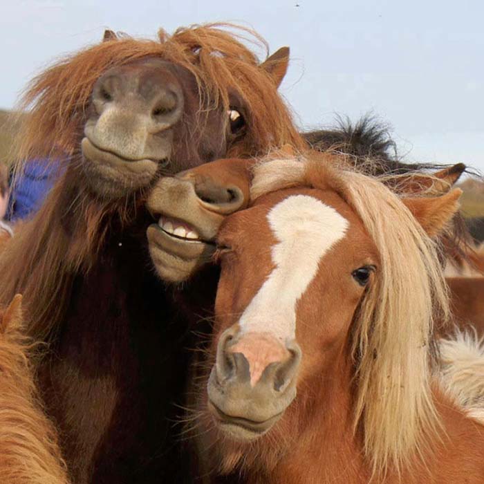 Image Credit: boredpanda.com