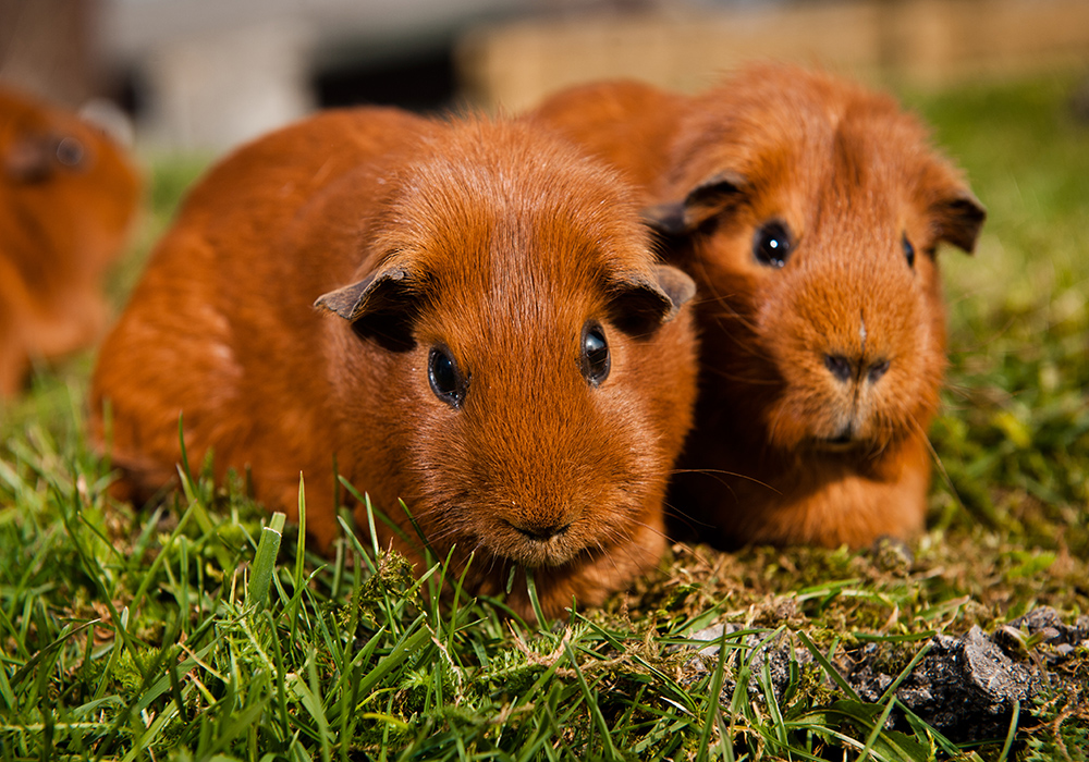 Image Credit: BlueCross.com