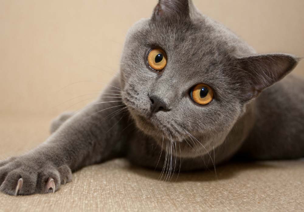 Image Credit: catster.com