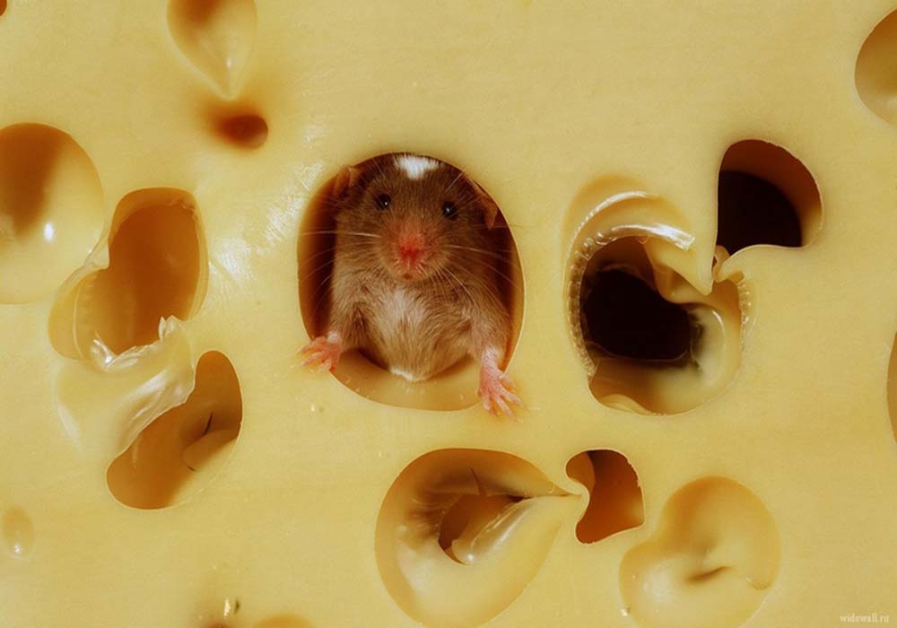 Image Credit: niceanimals.com