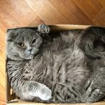 cat in box