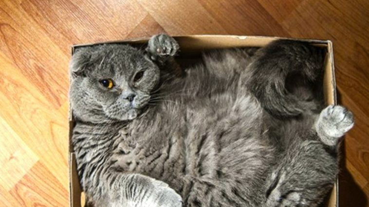 cat in box