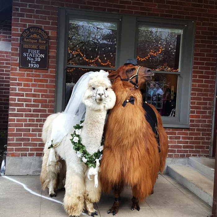 llamas in weddings