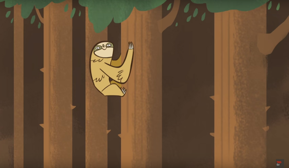 sloth
