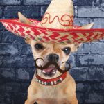 cinco de mayo