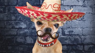 cinco de mayo