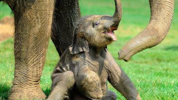 elephant