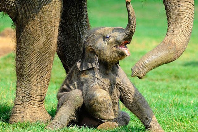 elephant