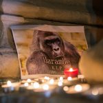 harambe anniversary