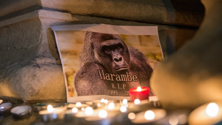 harambe anniversary