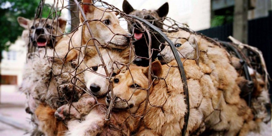 yulin