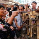 yulin