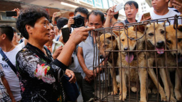 yulin